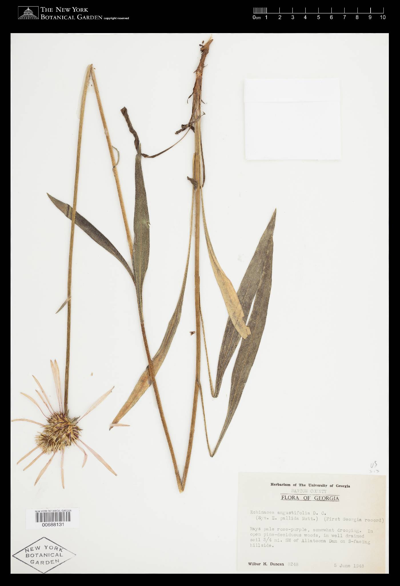 Echinacea pallida var. angustifolia image