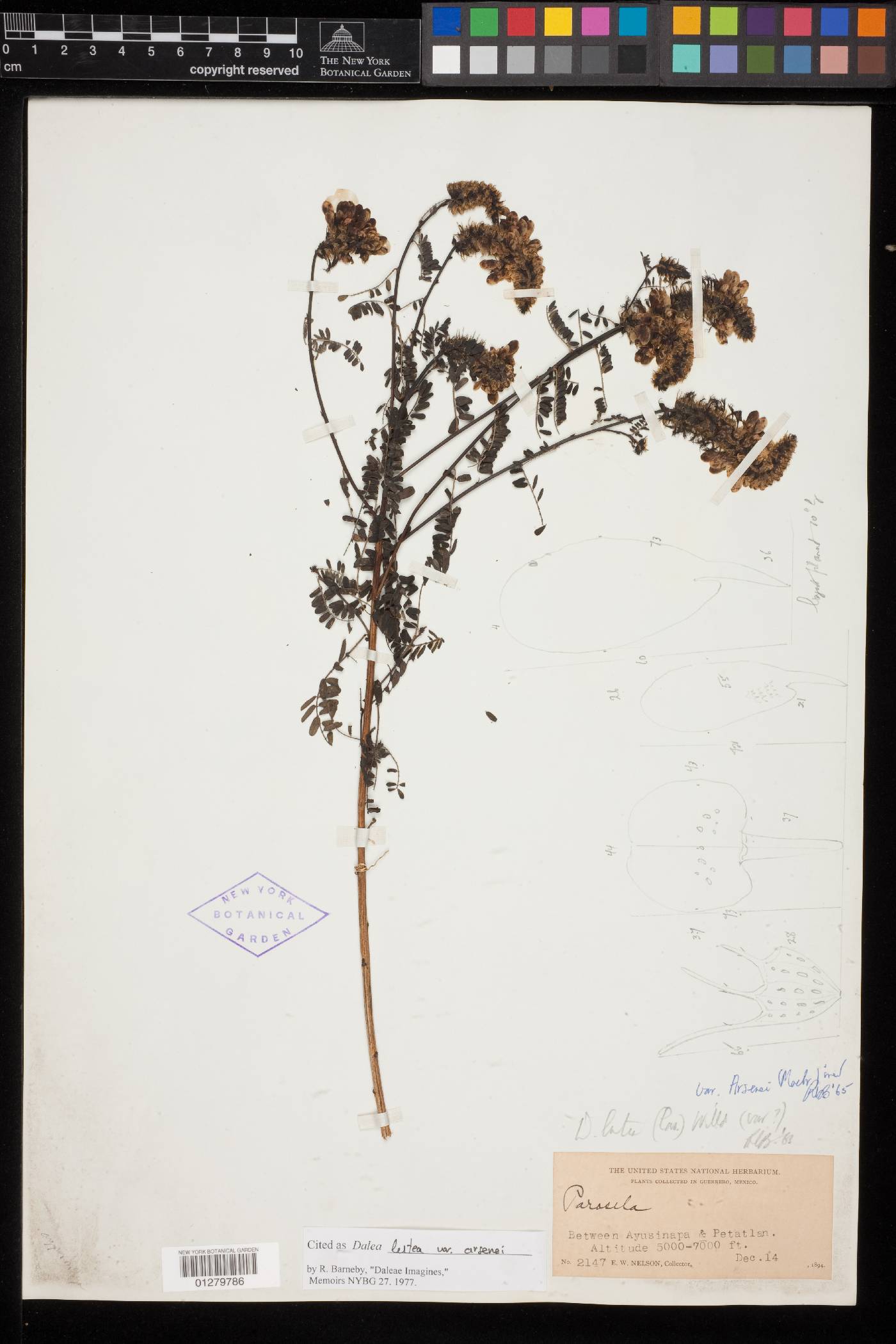 Dalea lutea image