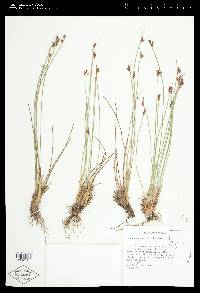 Juncus drummondii image