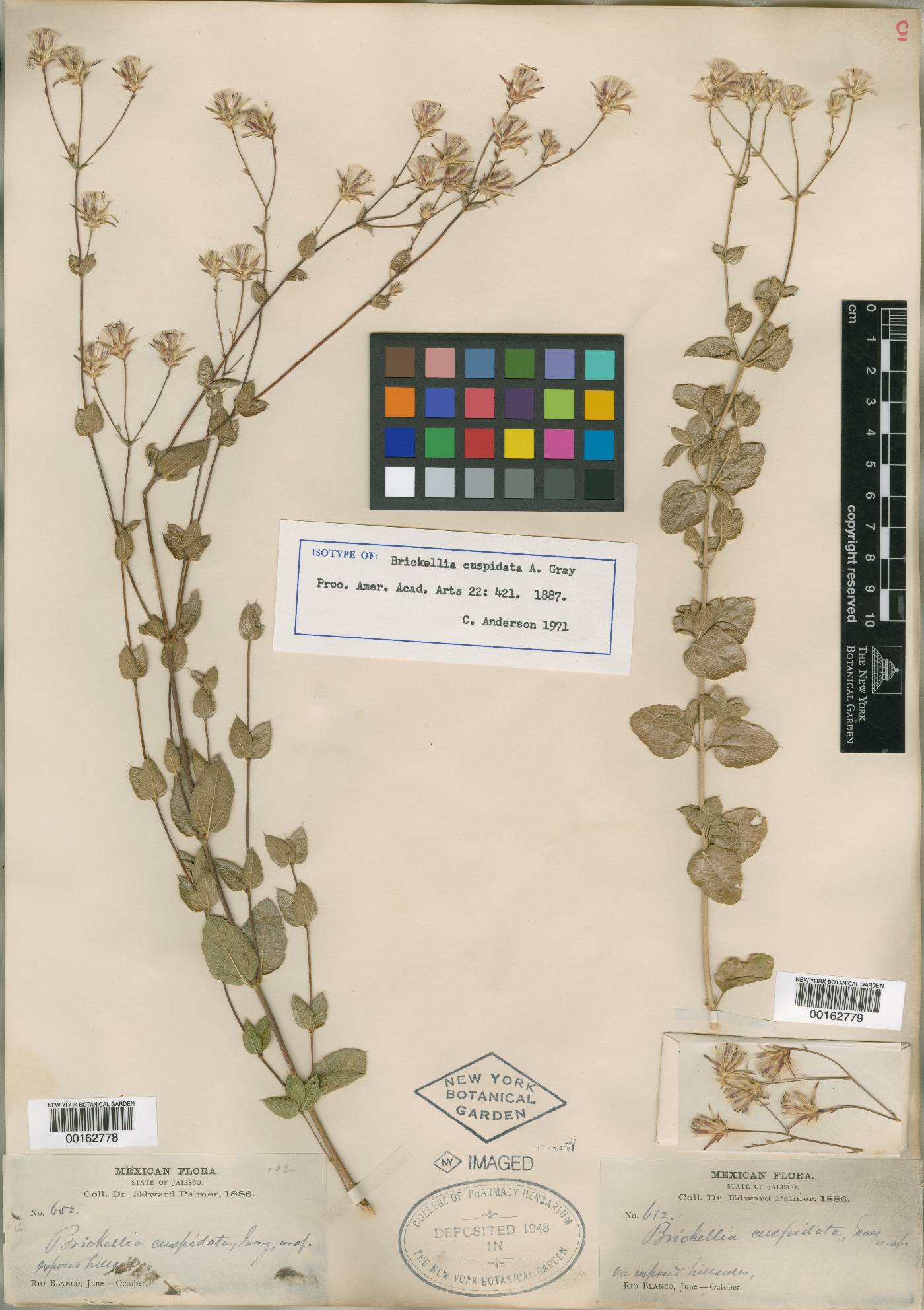 Brickellia cuspidata image