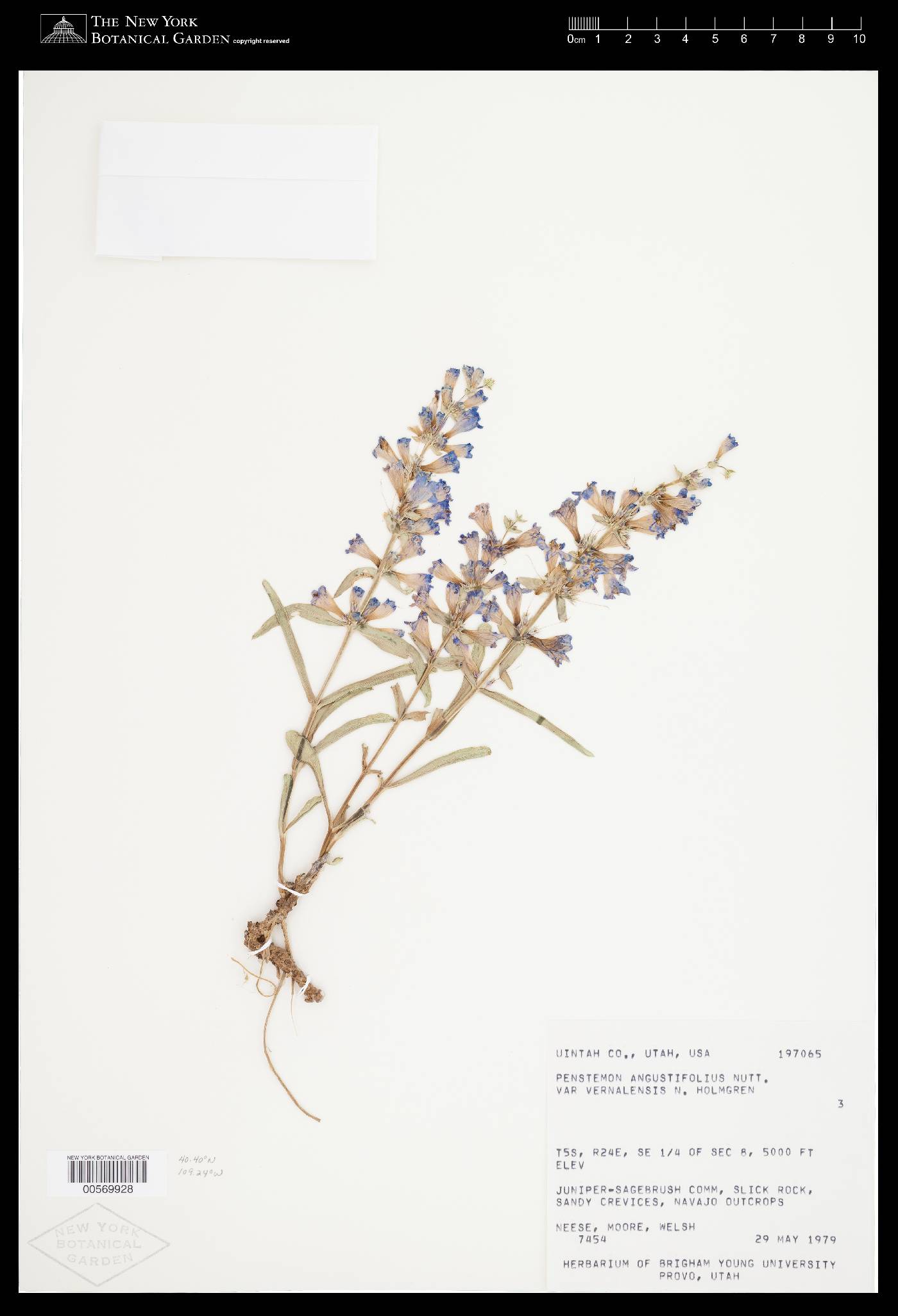 Penstemon angustifolius var. vernalensis image