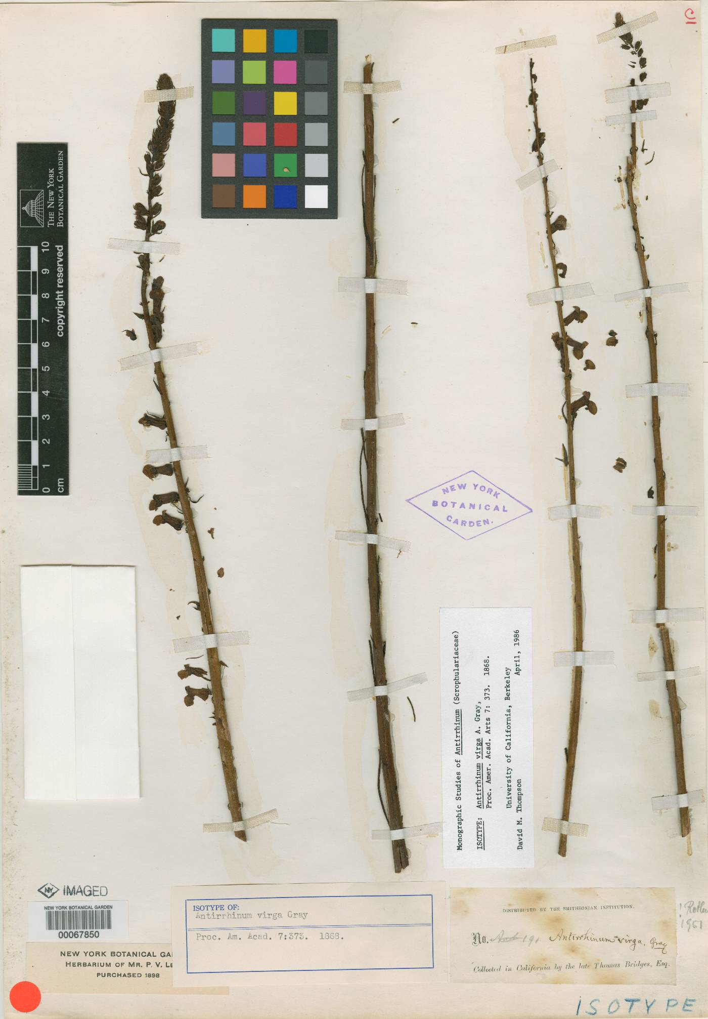 Antirrhinum virga image