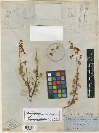 Spiraea millefolium image