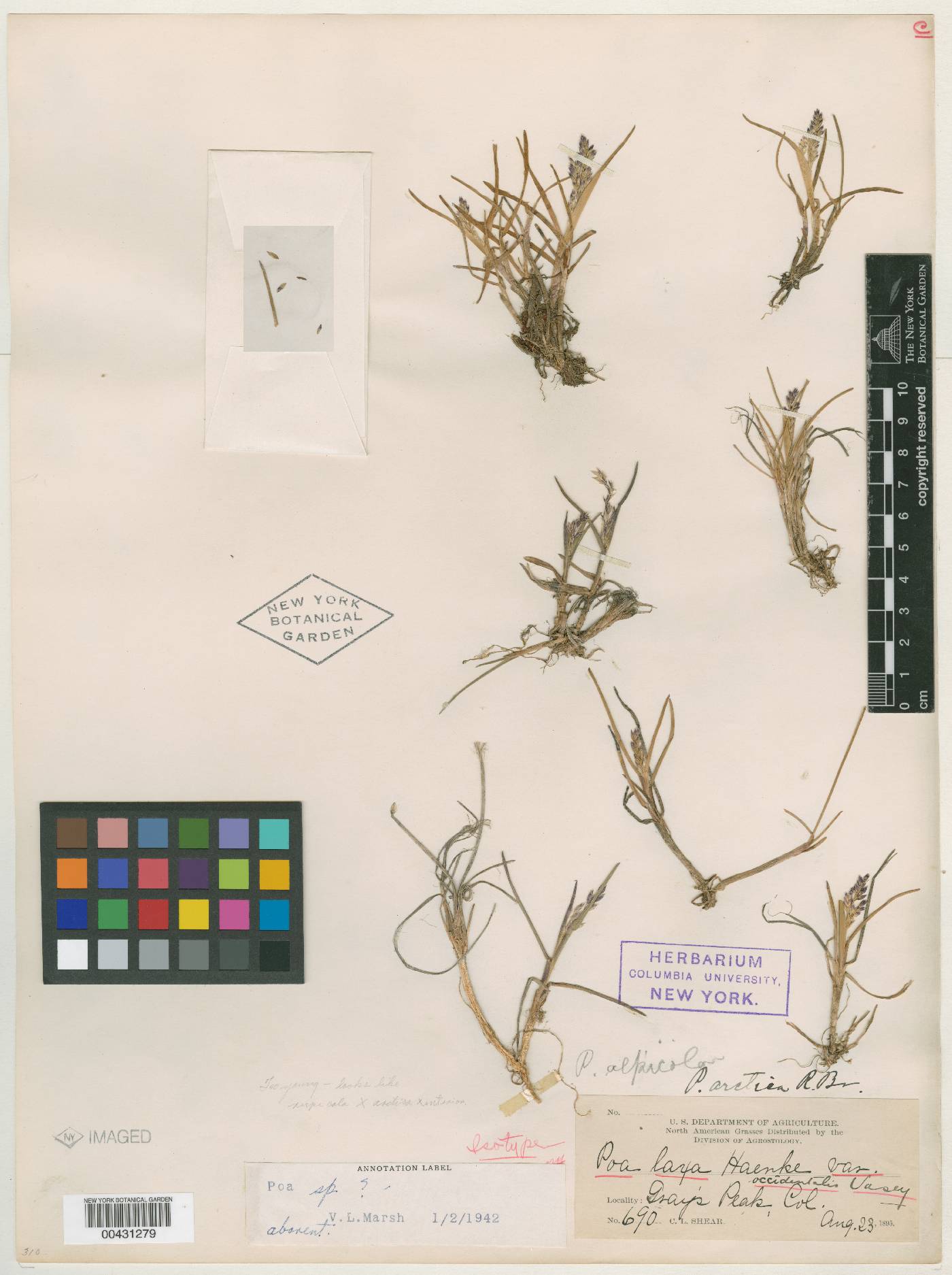 Poa laxa subsp. banffiana image