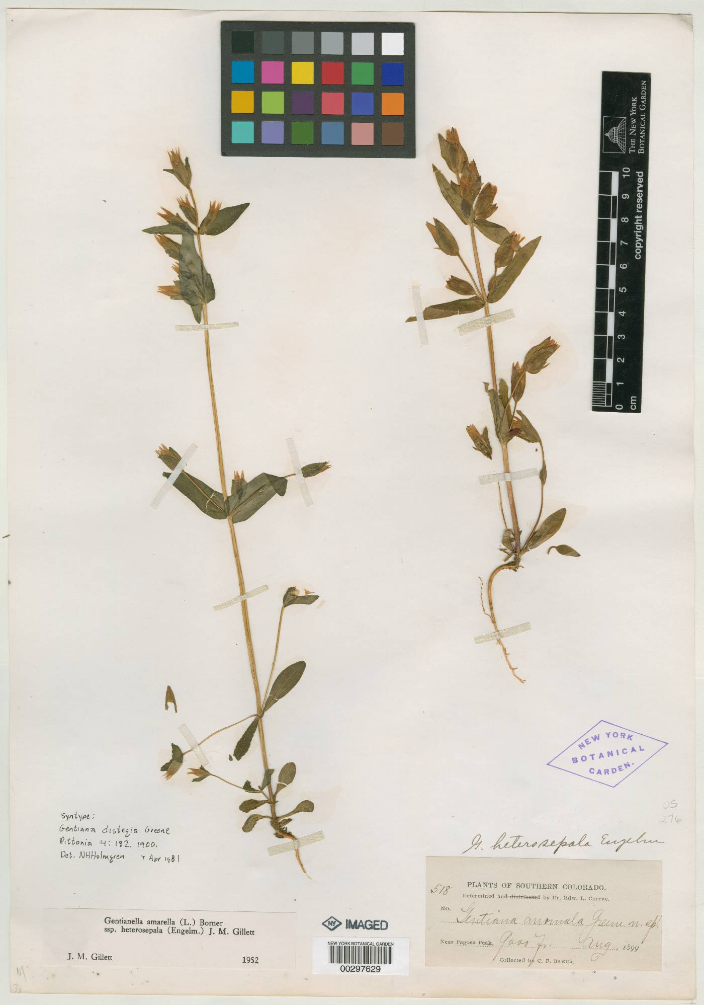 Gentiana distegia image