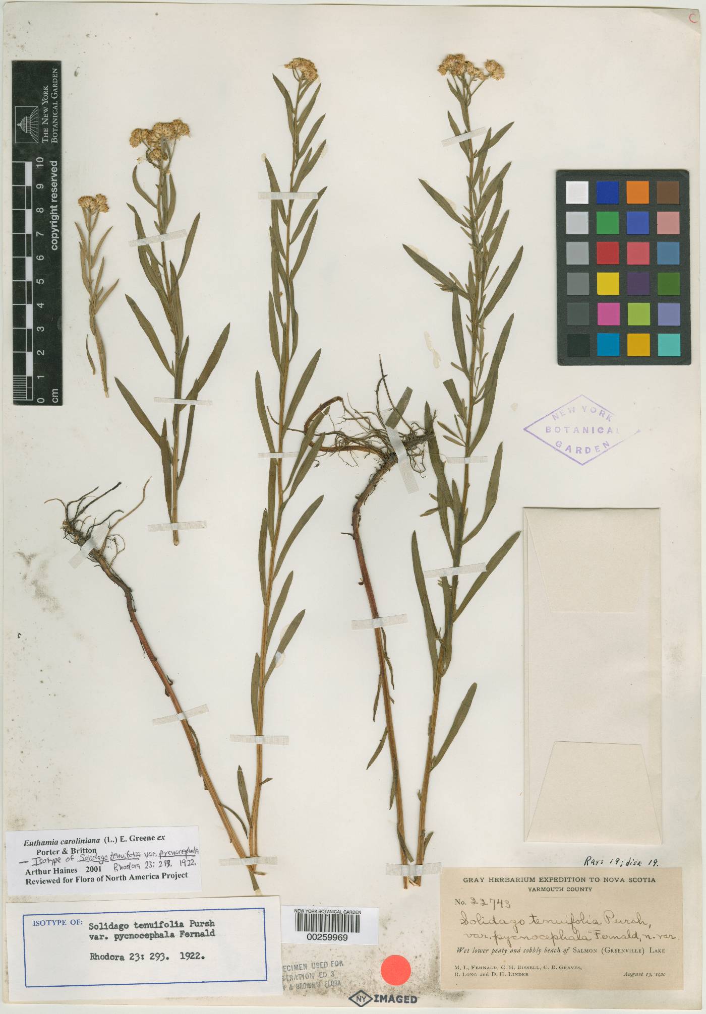 Solidago tenuifolia var. pycnocephala image