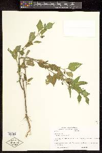 Solanum nigrum image