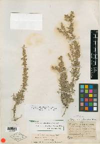 Artemisia coloradensis image