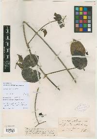 Hippocratea volubilis image