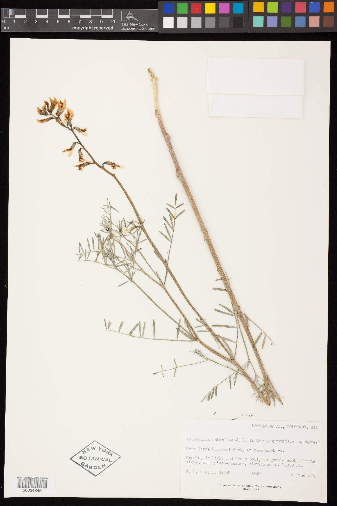 Astragalus schmollae image