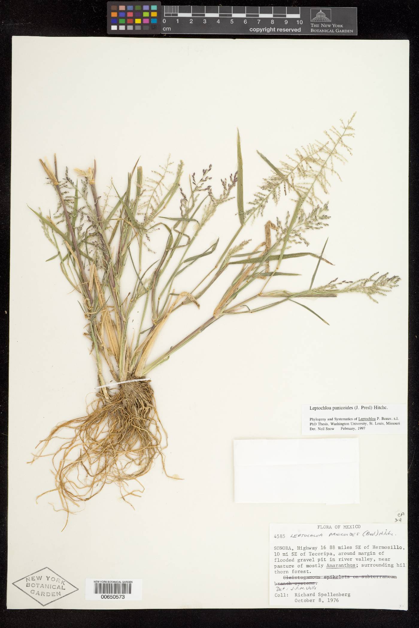 Leptochloa panicoides image