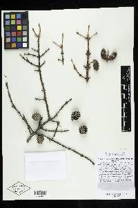 Picea mariana image