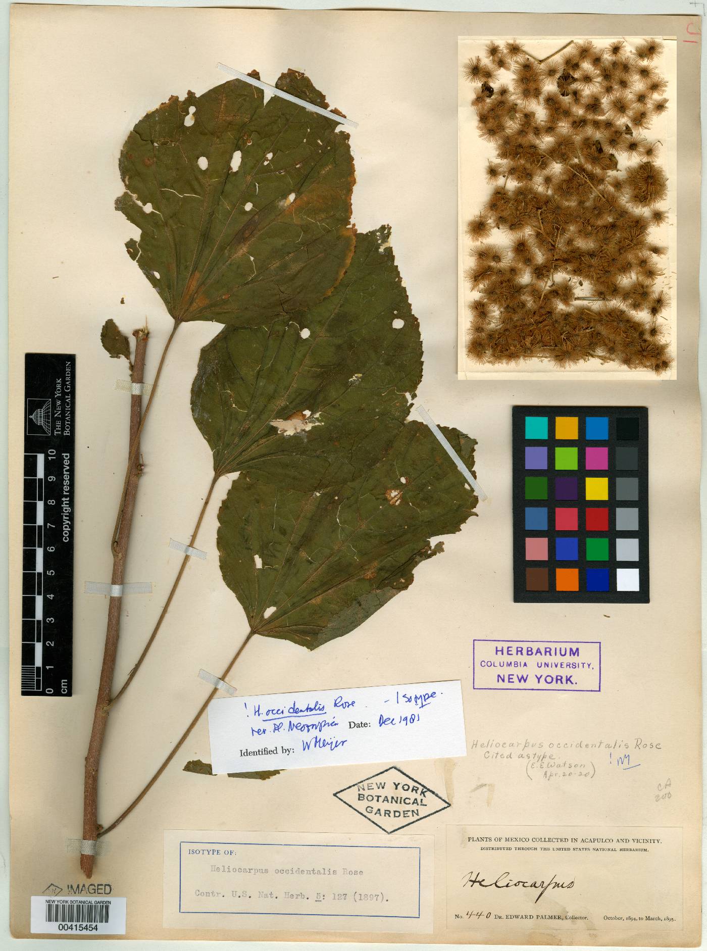 Heliocarpus occidentalis image