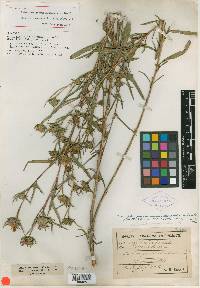 Aster pedionomus image