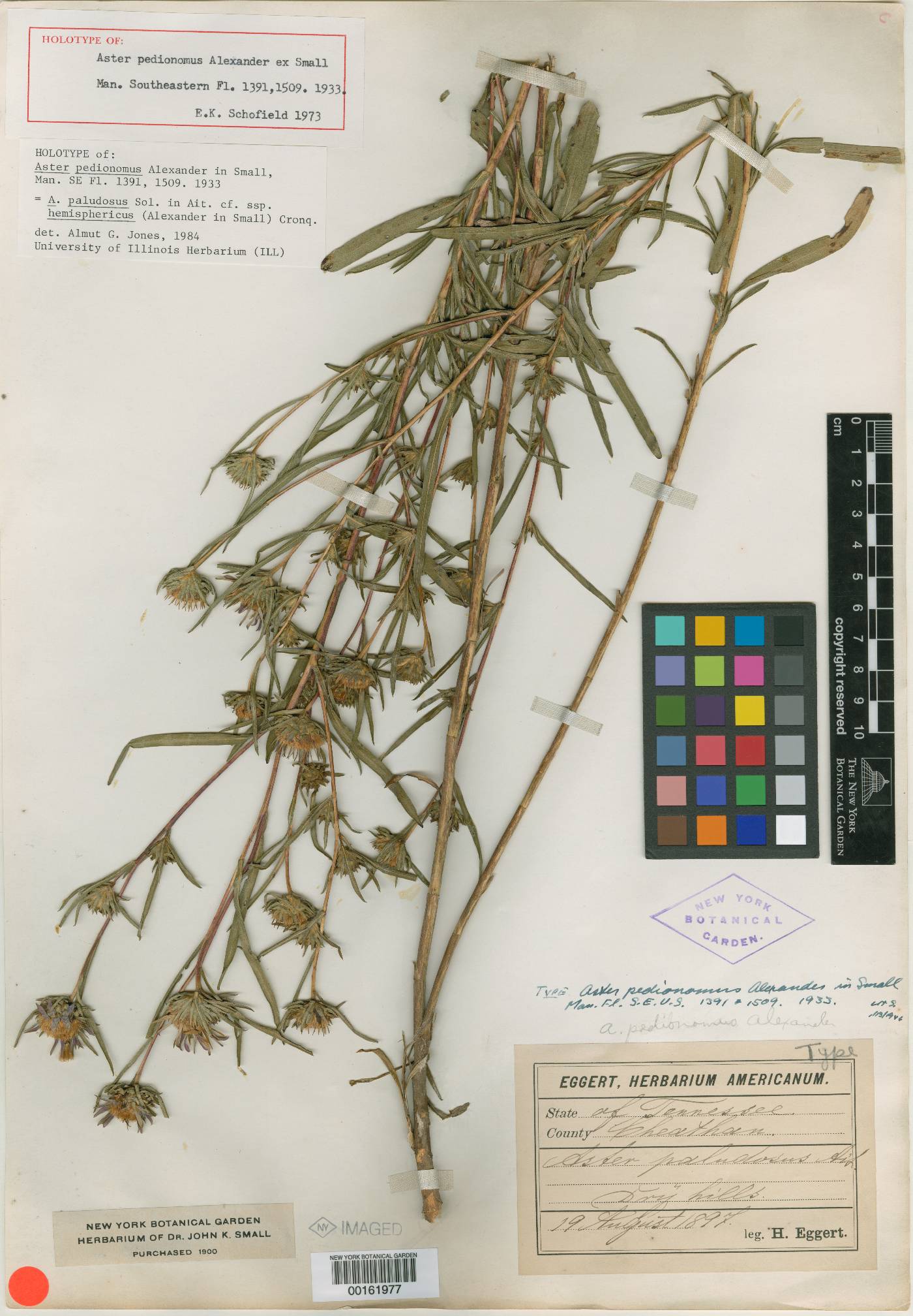 Aster pedionomus image