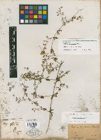 Galium orizabense image