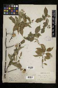 Celastrus scandens image