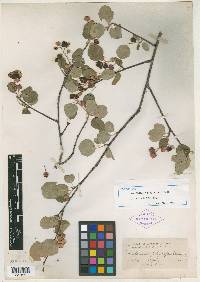 Amelanchier pumila image