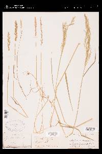 Poa nemoralis image