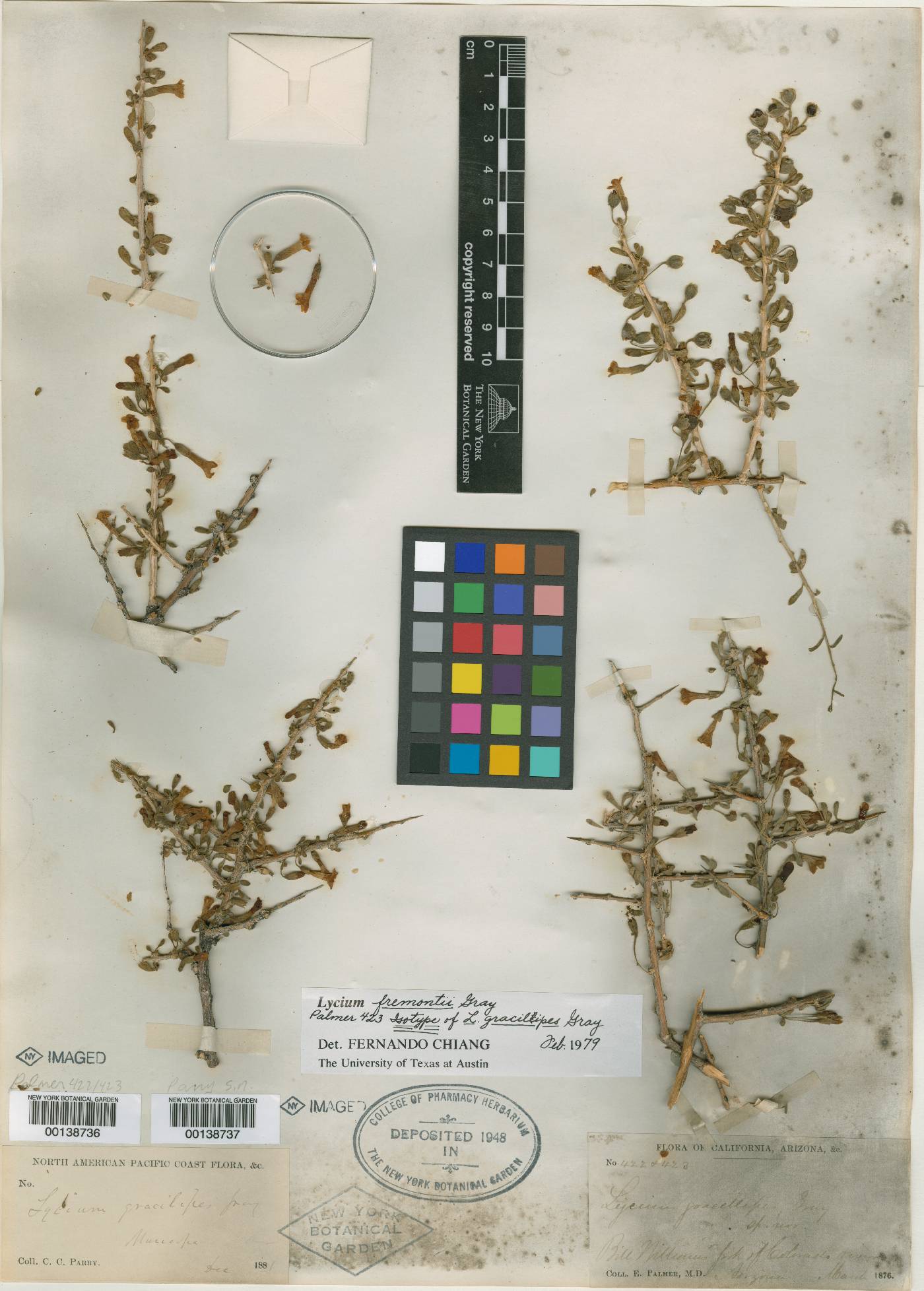 Lycium gracilipes image