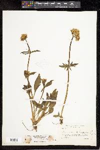 Valeriana acutiloba image