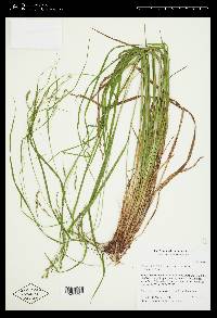 Carex debilis var. rudgei image