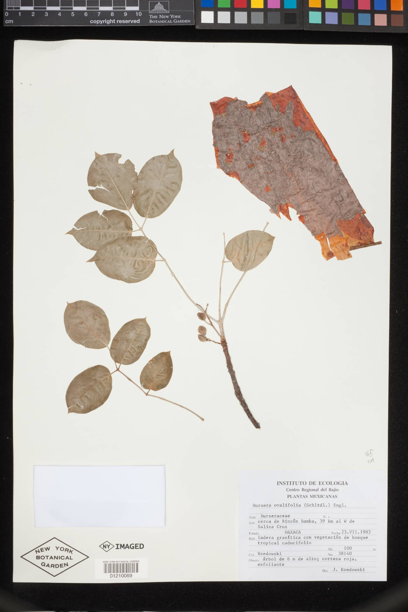 Bursera ovalifolia image