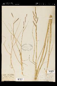 Spartina patens image