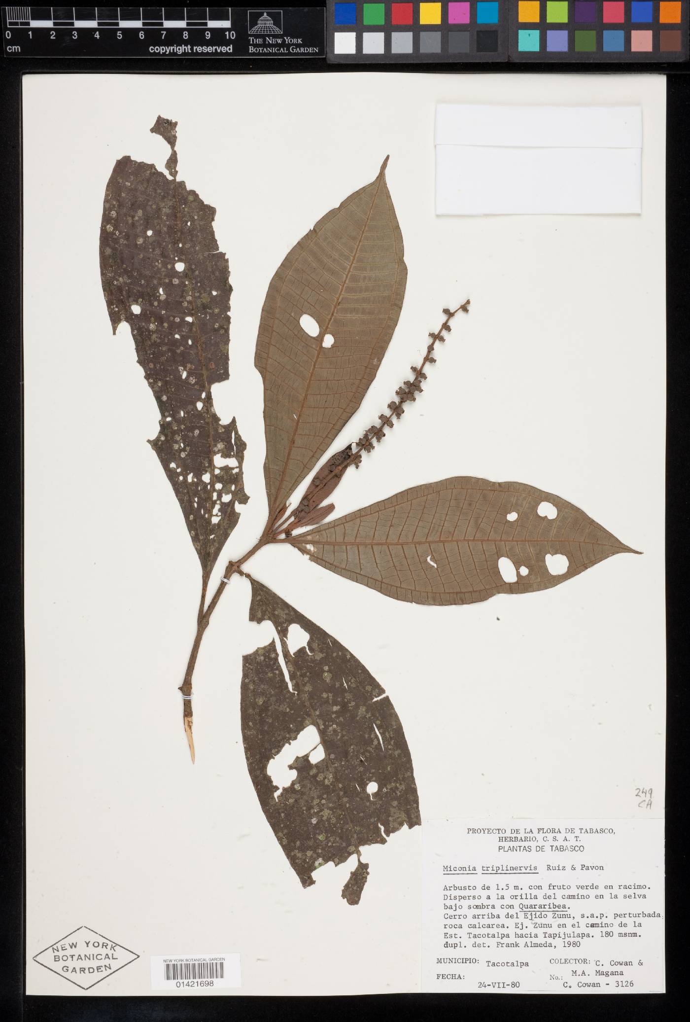 Miconia triplinervis image