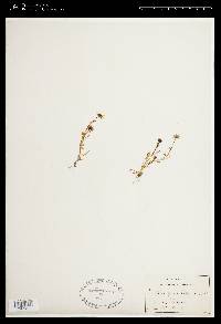 Blennosperma californicum image