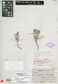 Psilocarphus caulescens image