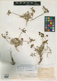 Cogswellia nevadensis var. pseudorientalis image