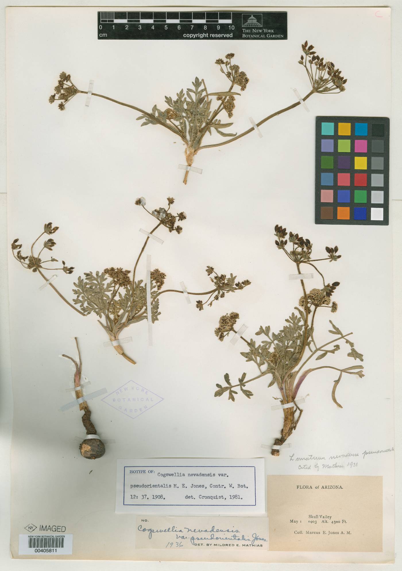 Cogswellia nevadensis var. pseudorientalis image