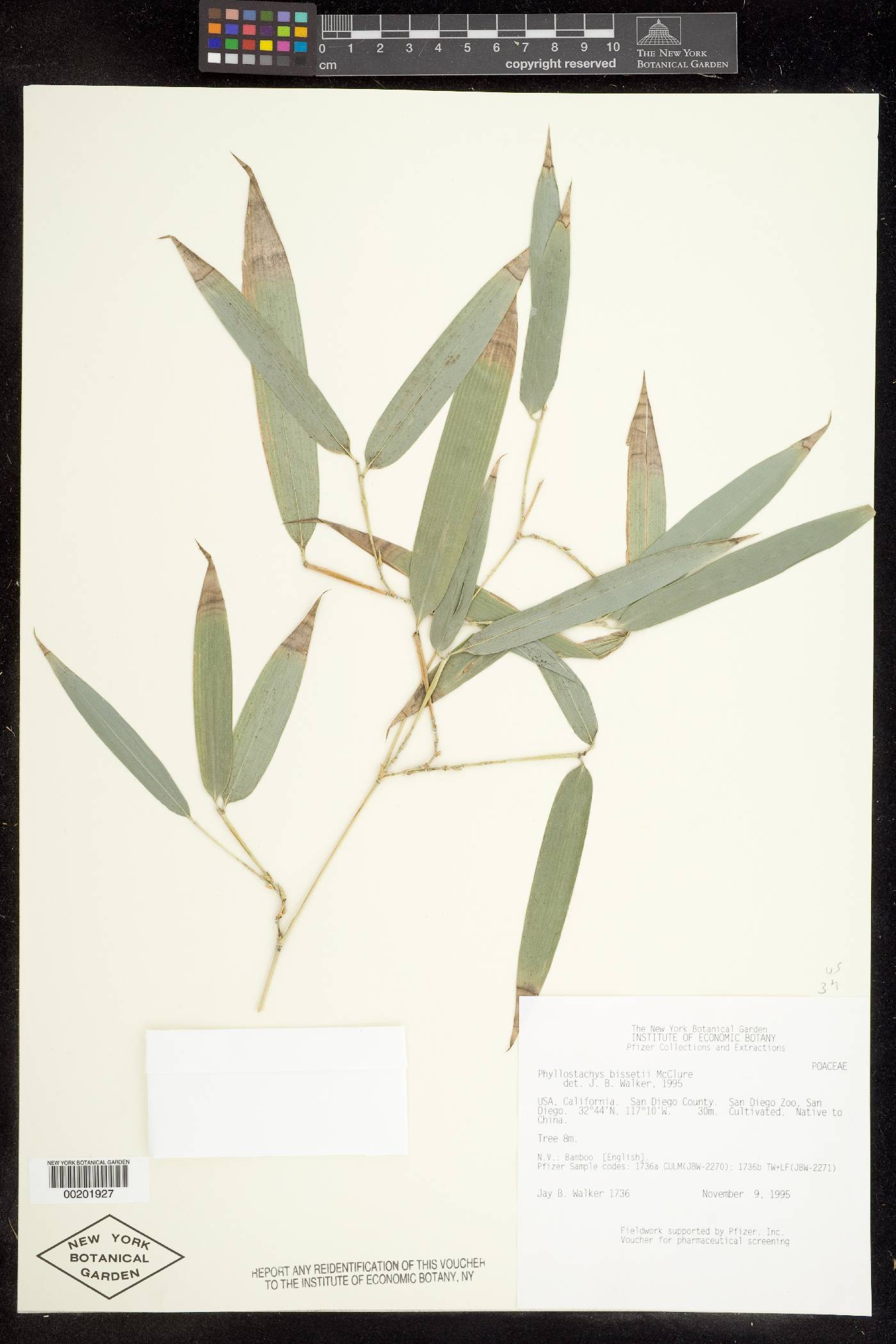Phyllostachys bissetii image