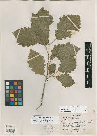 Quercus sentenelensis image