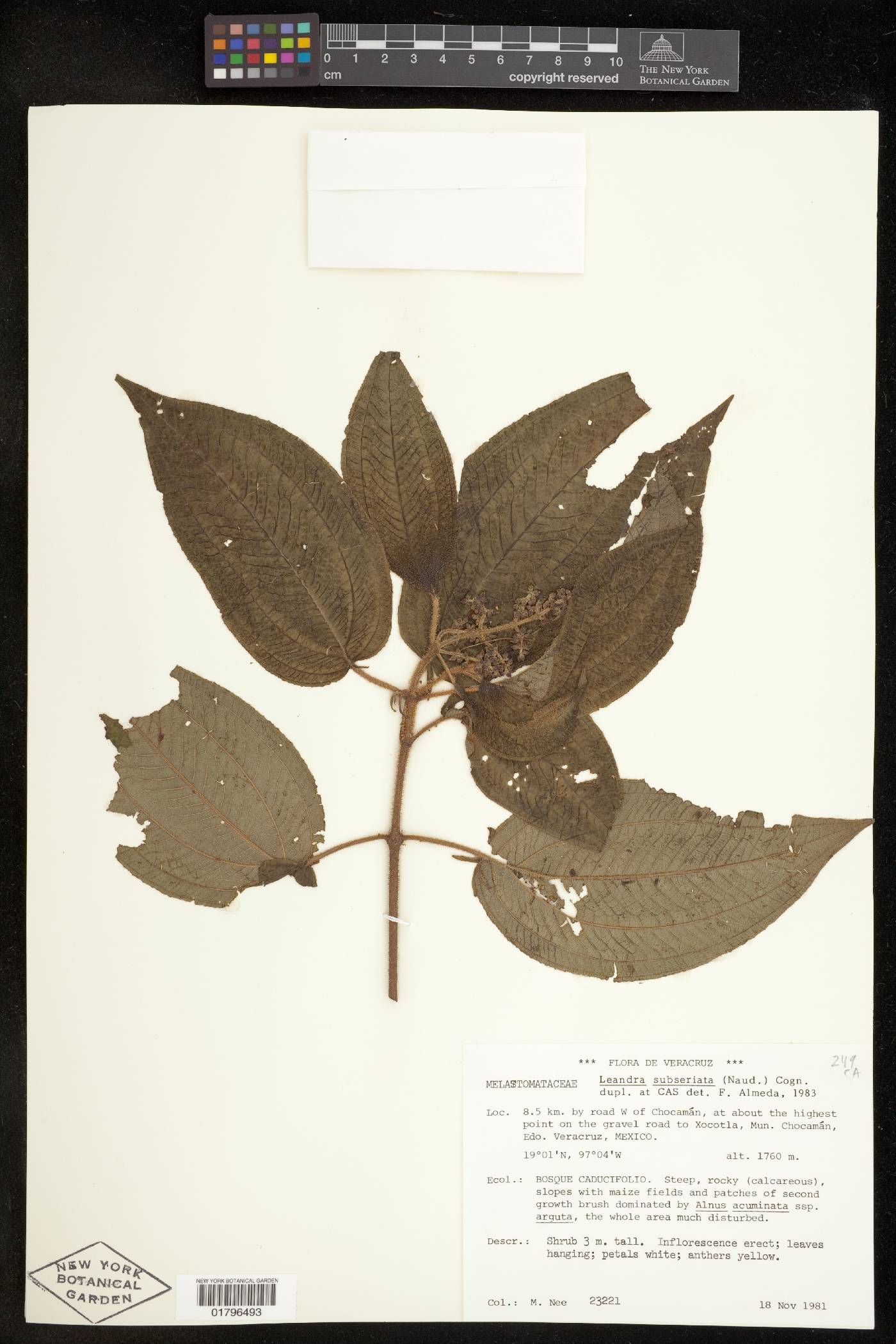 Leandra subseriata image