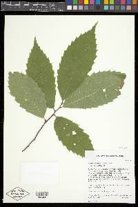 Castanea dentata image