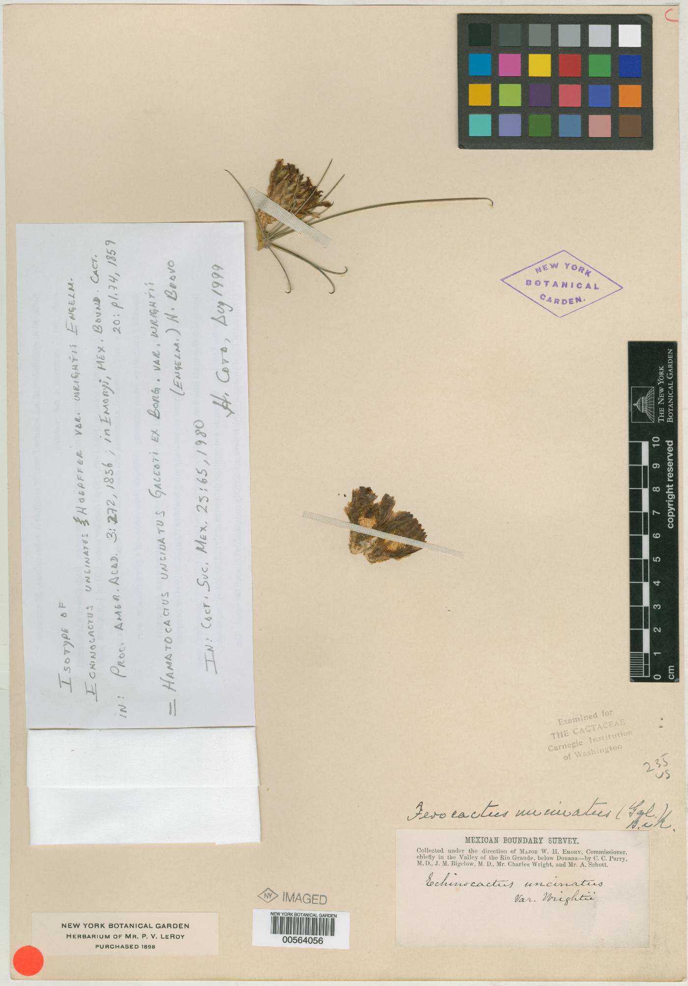 Sclerocactus uncinatus var. wrightii image