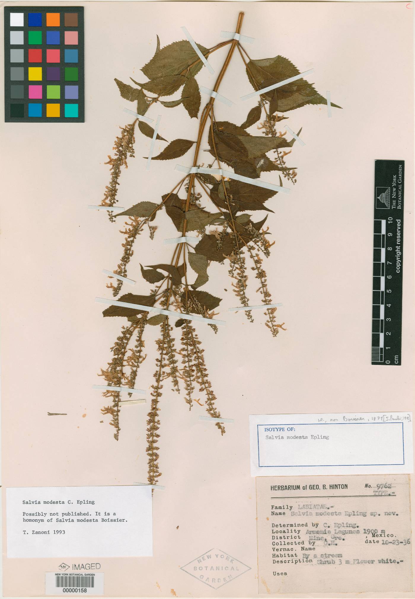 Salvia modesta image