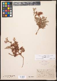 Thuja occidentalis image