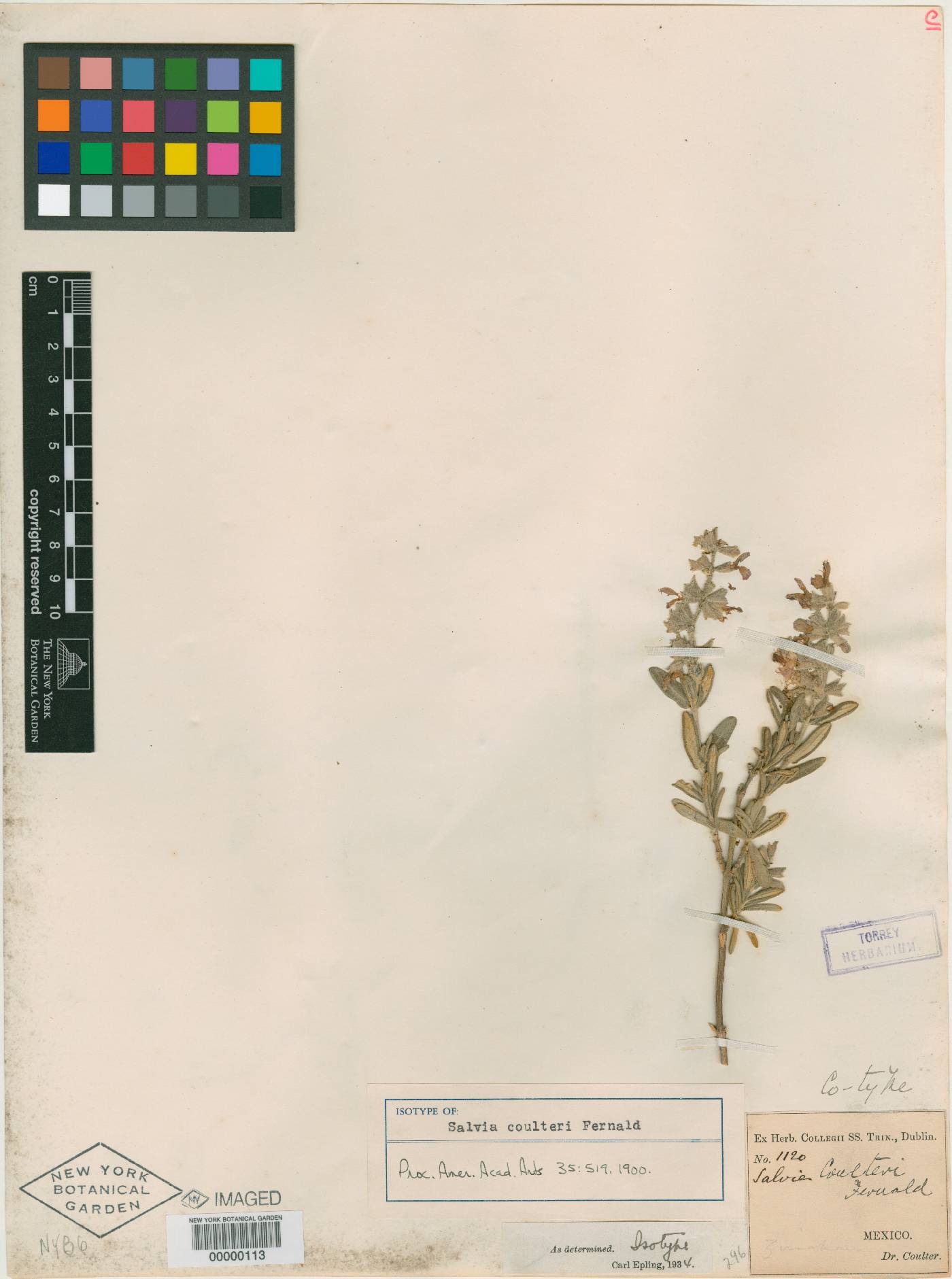 Salvia coulteri image