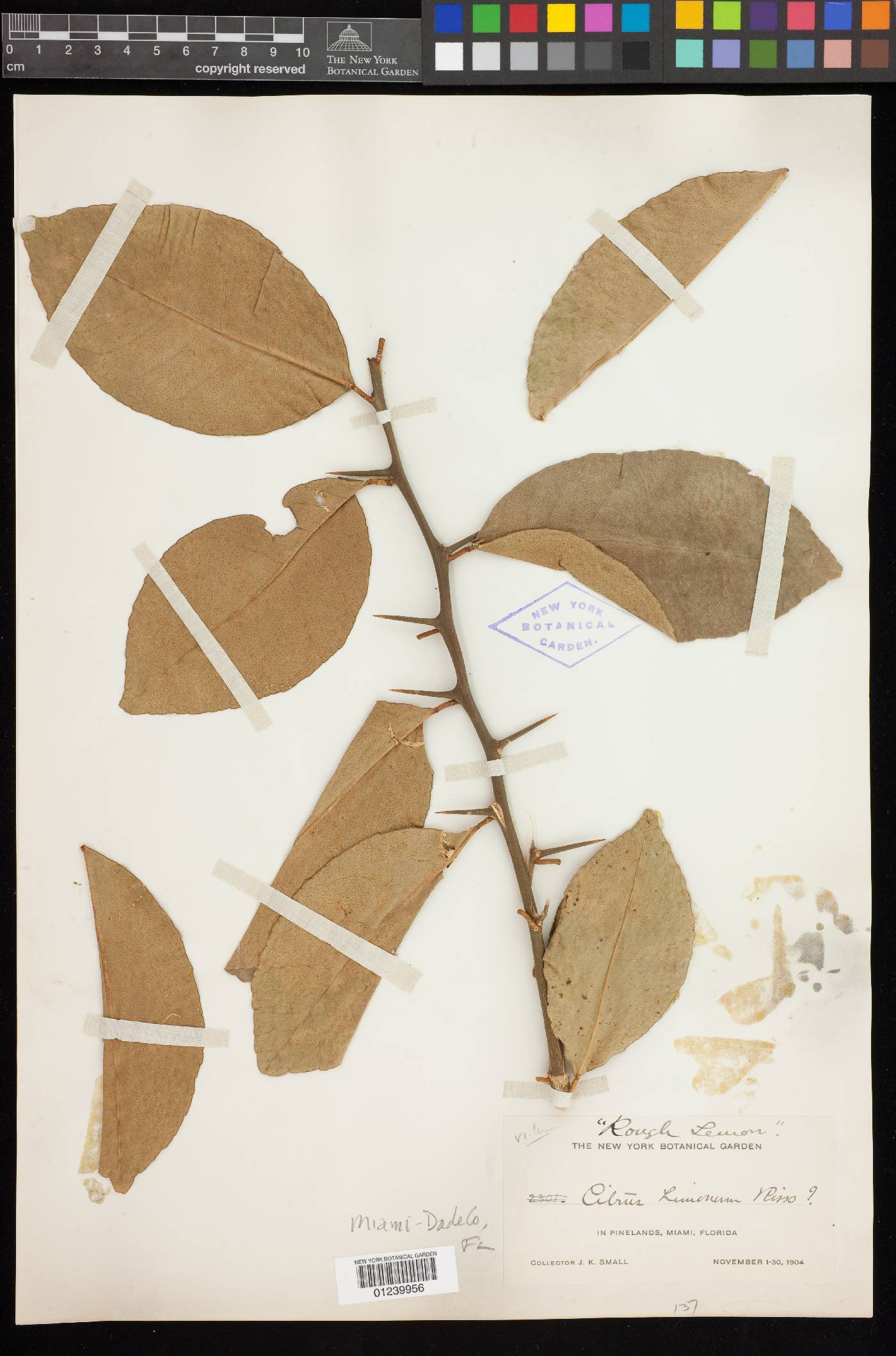 Citrus limonum image