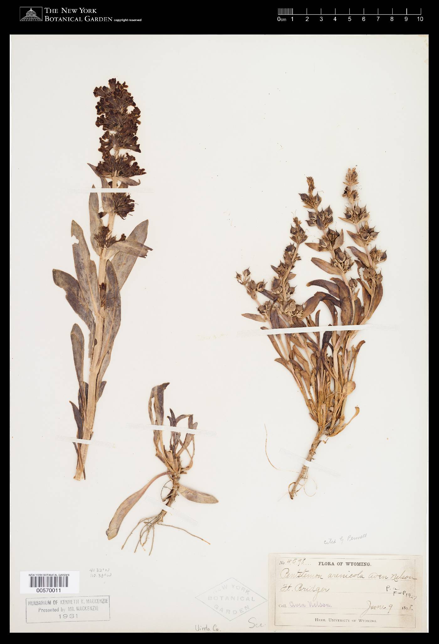 Penstemon arenicola image