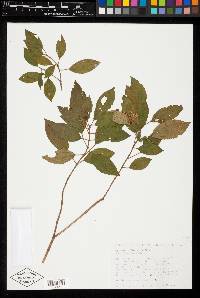 Miconia militis image