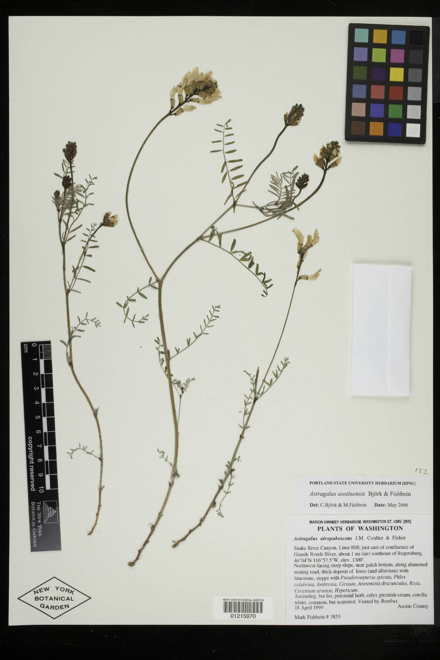 Astragalus asotinensis image