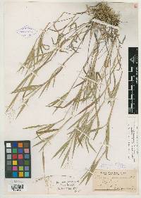 Panicum praecocius image