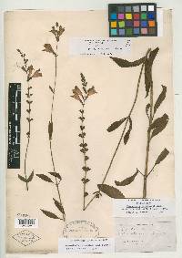 Physostegia leptophylla image