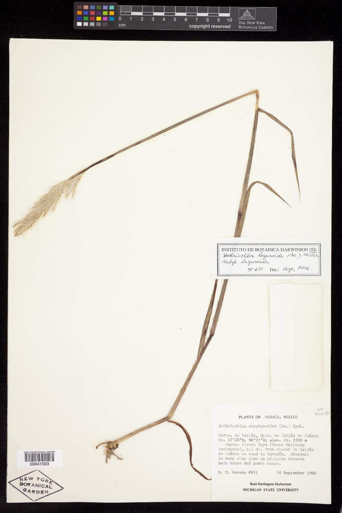 Bothriochloa laguroides subsp. laguroides image