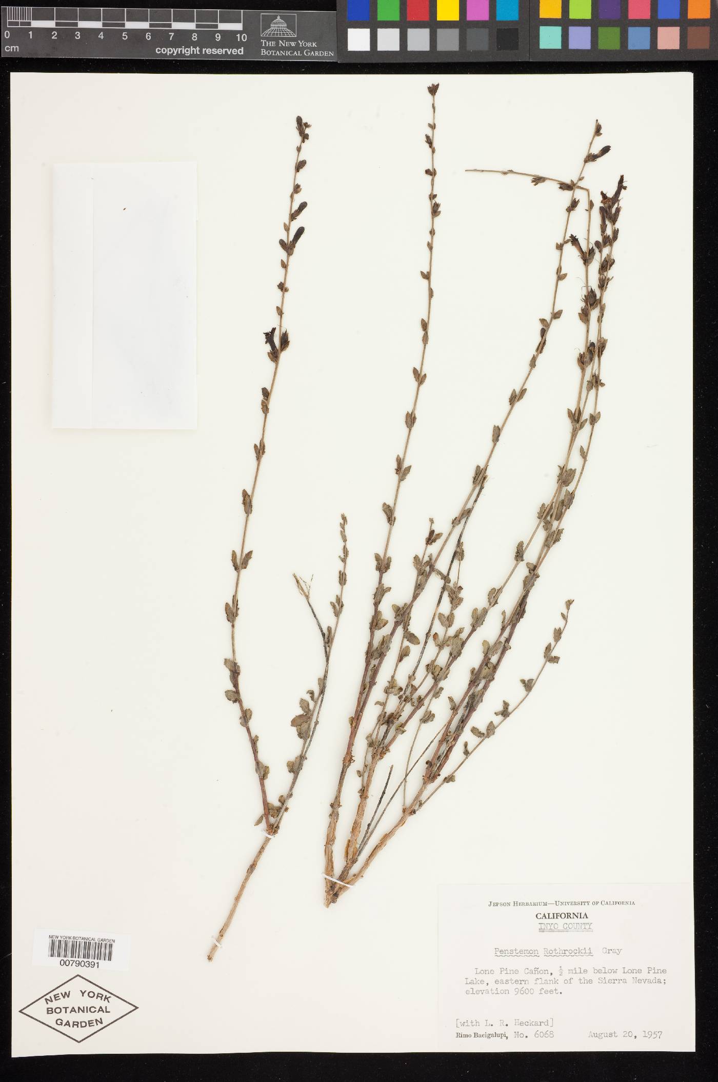 Keckiella rothrockii var. rothrockii image