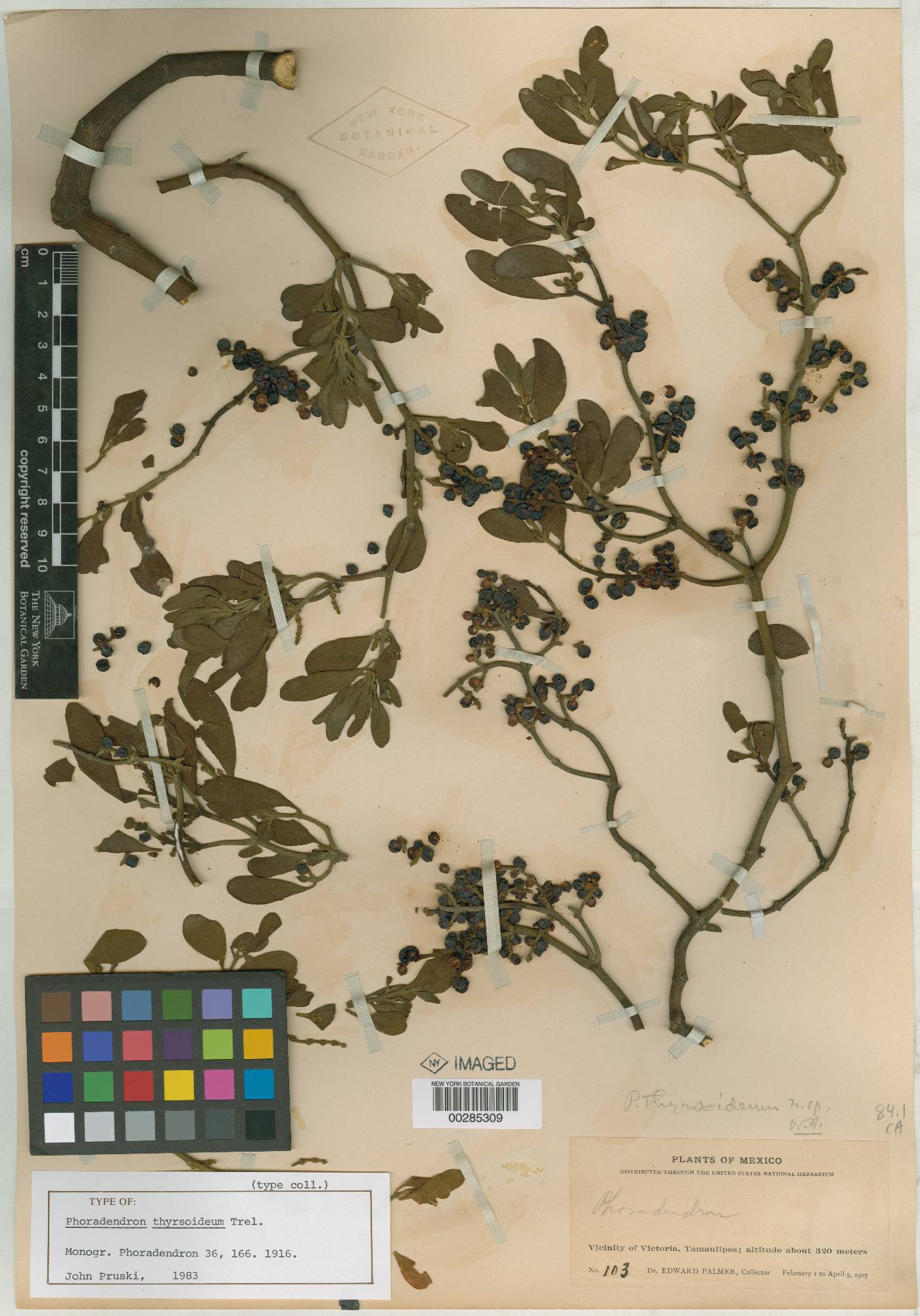 Phoradendron leucarpum subsp. tomentosum image